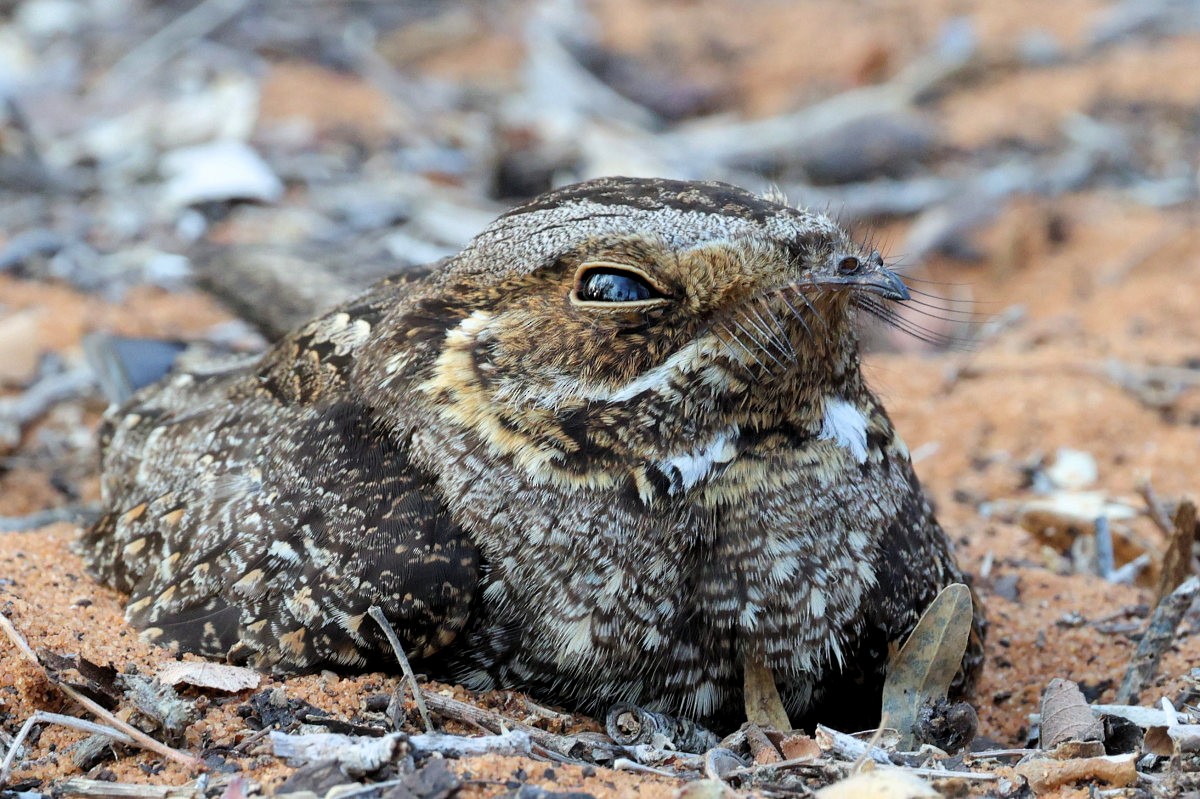 Madagascar Nightjar - ML643271922