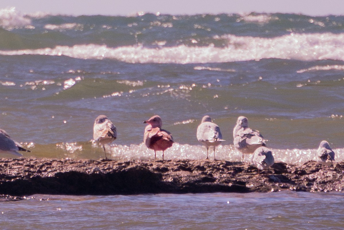 Ring-billed Gull - ML643271926