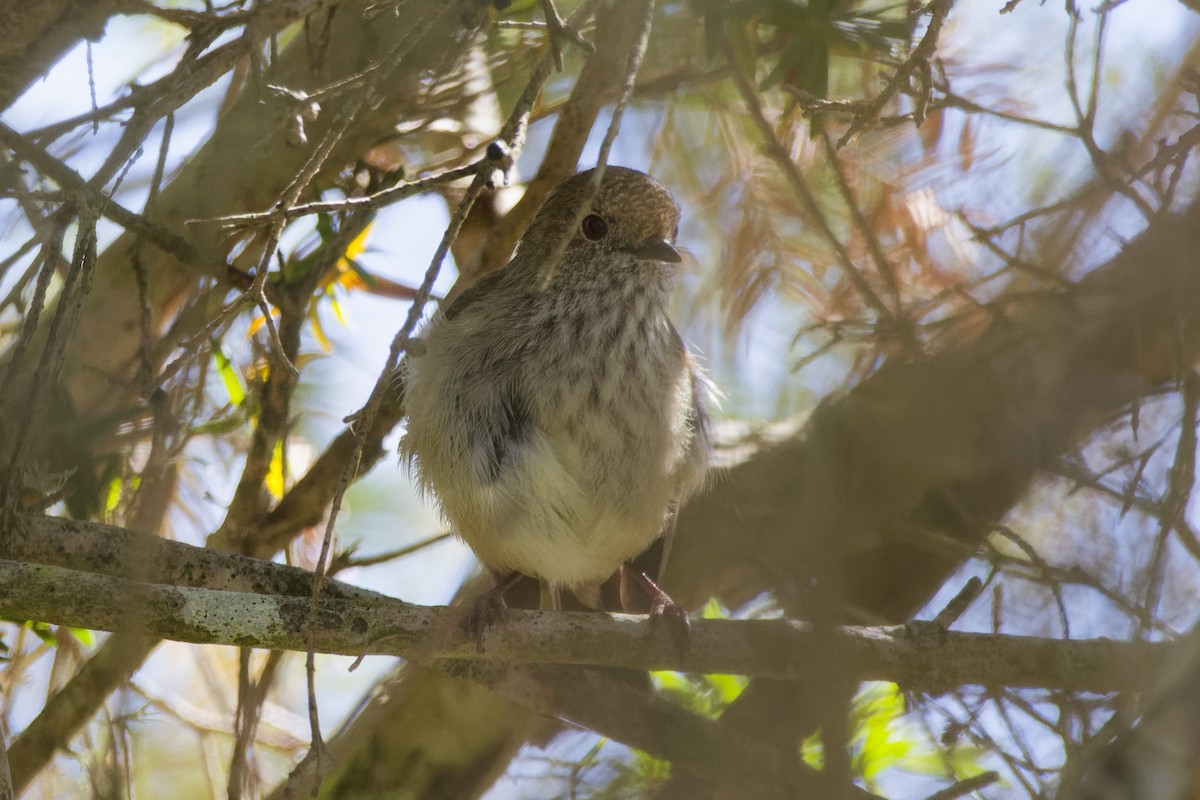 Brown Thornbill - ML643271945