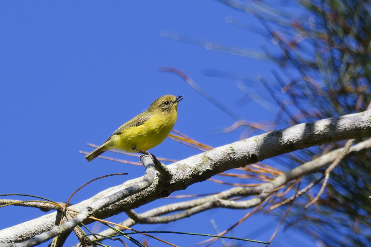 Yellow Thornbill - ML643271946