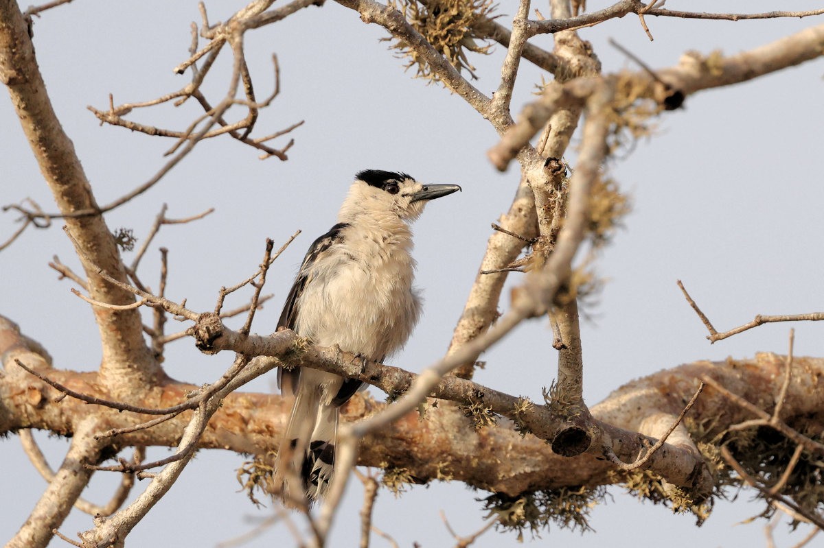 Hook-billed Vanga - ML643271948