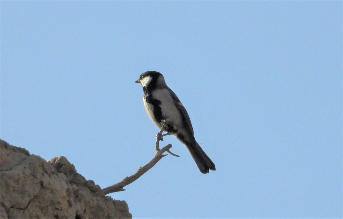 Great Tit - ML643271952