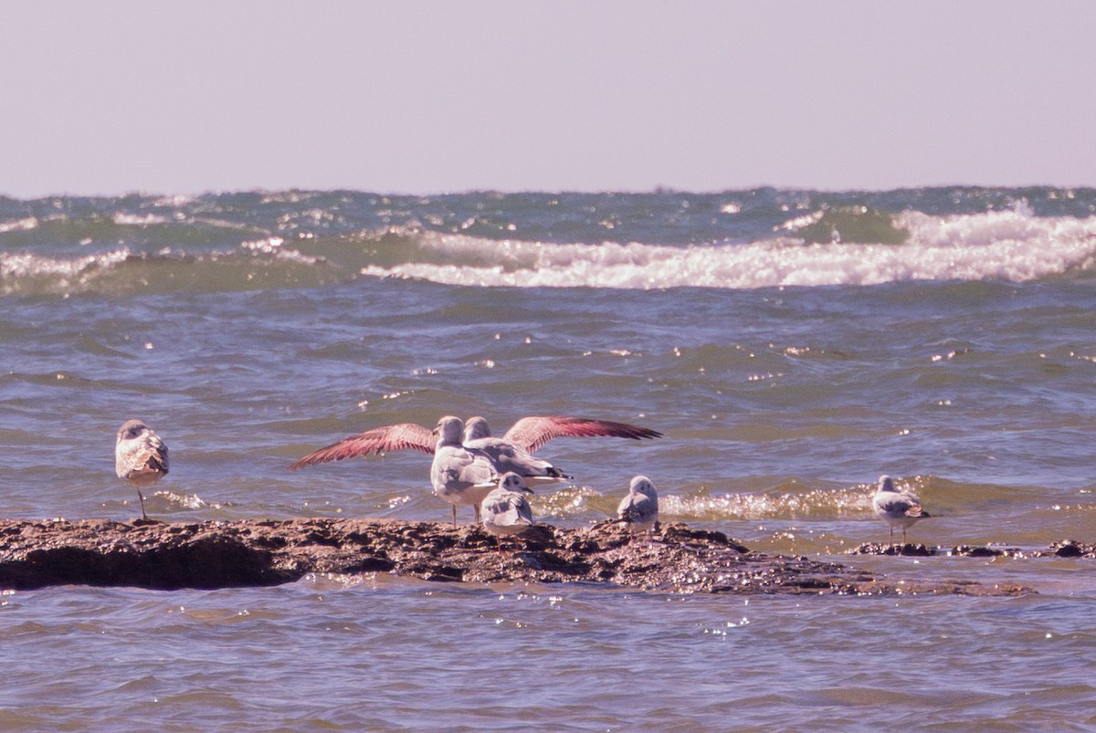 Ring-billed Gull - ML643271954