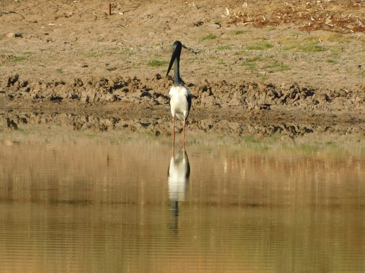 Riesenstorch - ML643271957