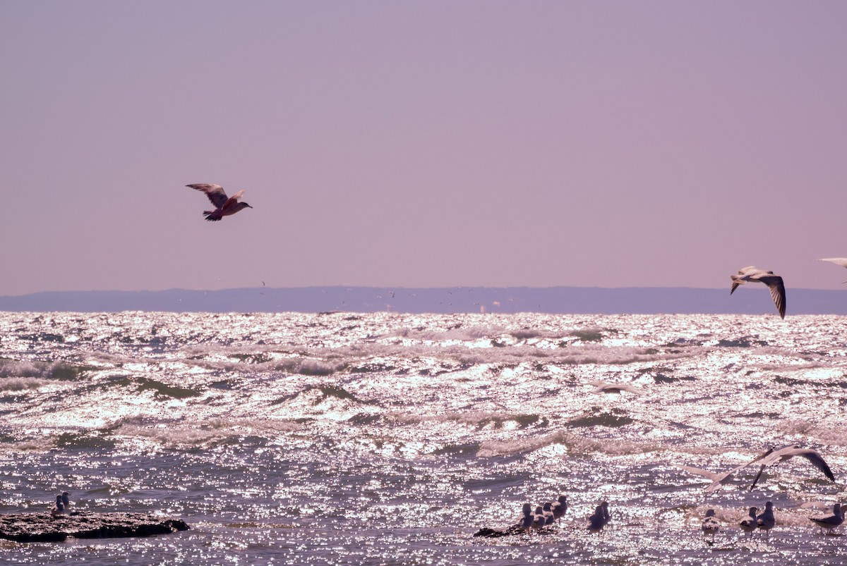 Ring-billed Gull - ML643271958