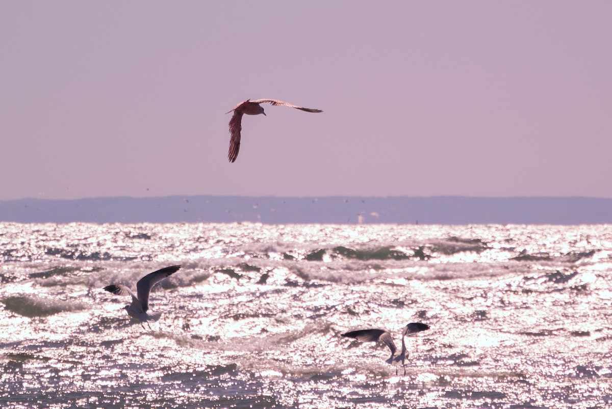 Ring-billed Gull - ML643271959