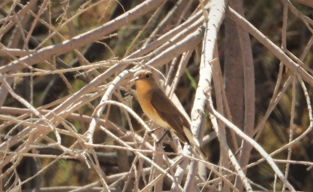 Red-breasted Flycatcher - ML643271971