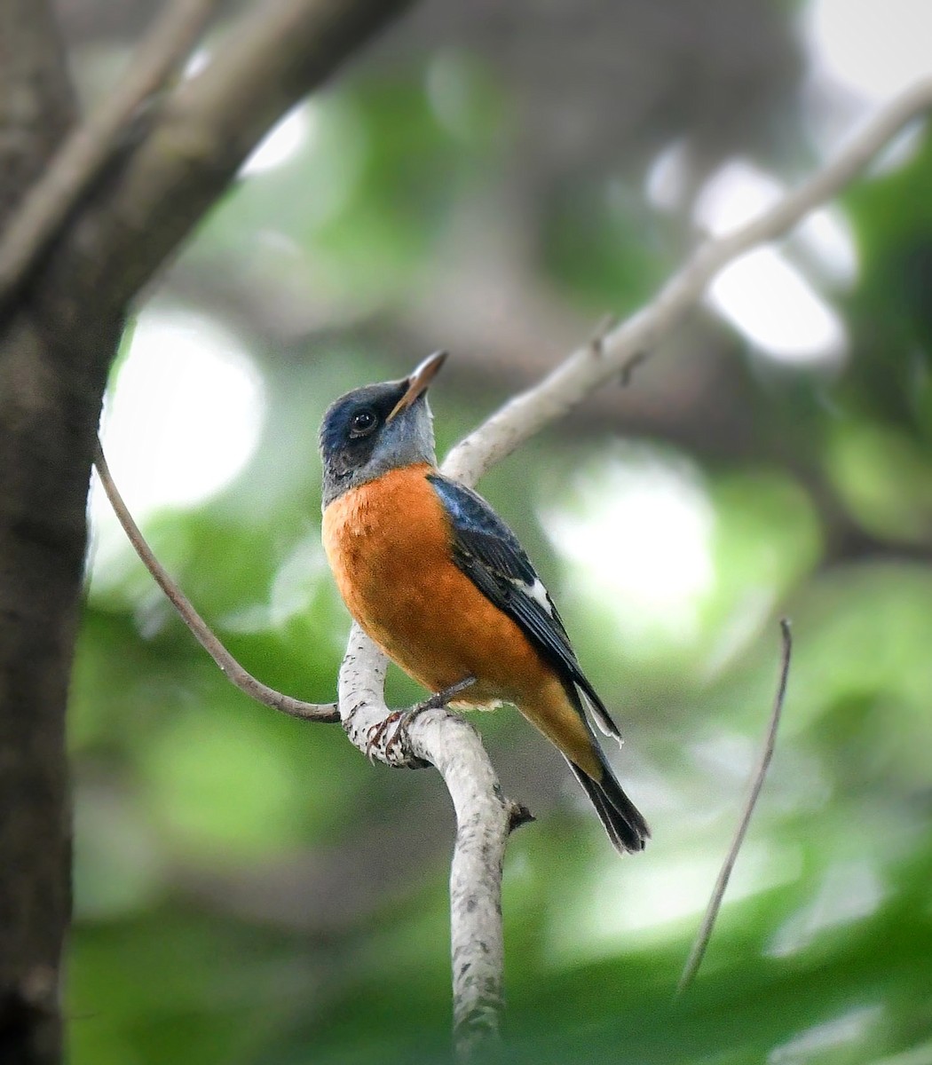 Blue-capped Rock-Thrush - ML643271976