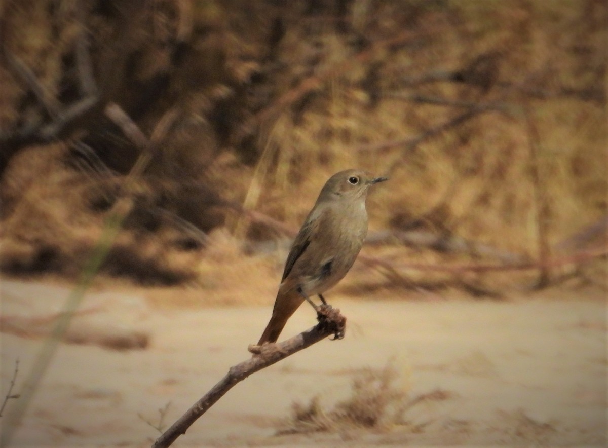 Common Redstart - ML643271981
