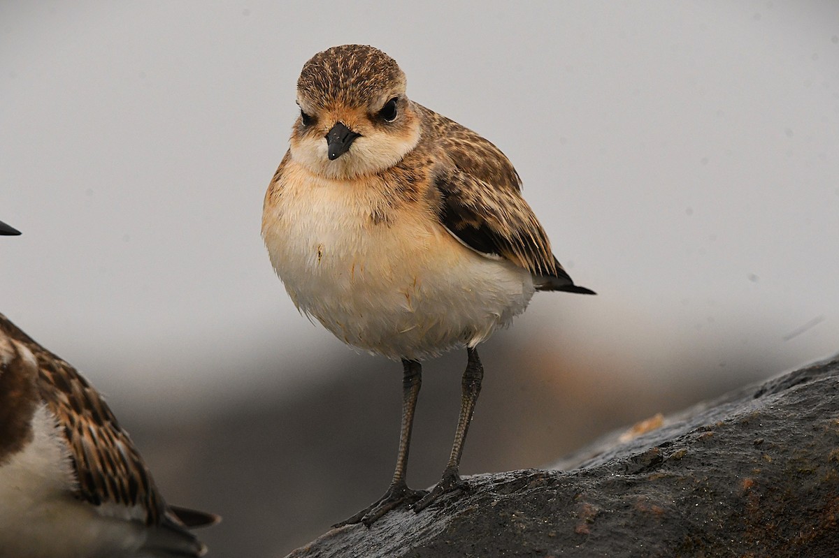 Tibetan Sand-Plover - ML643271984
