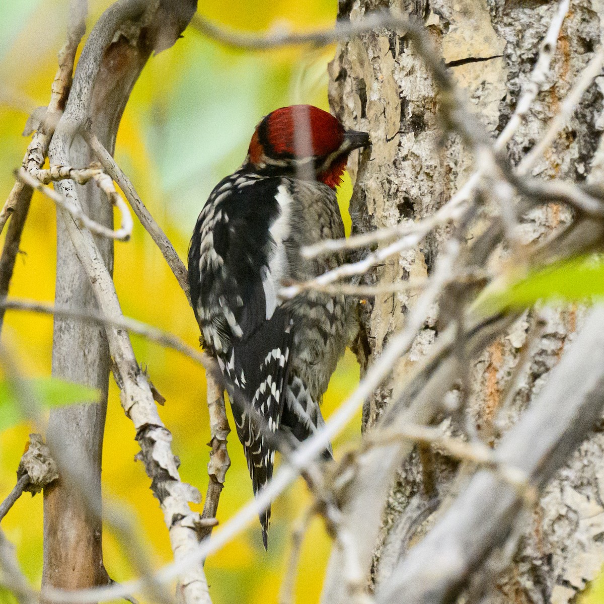 Red-naped Sapsucker - ML643272021