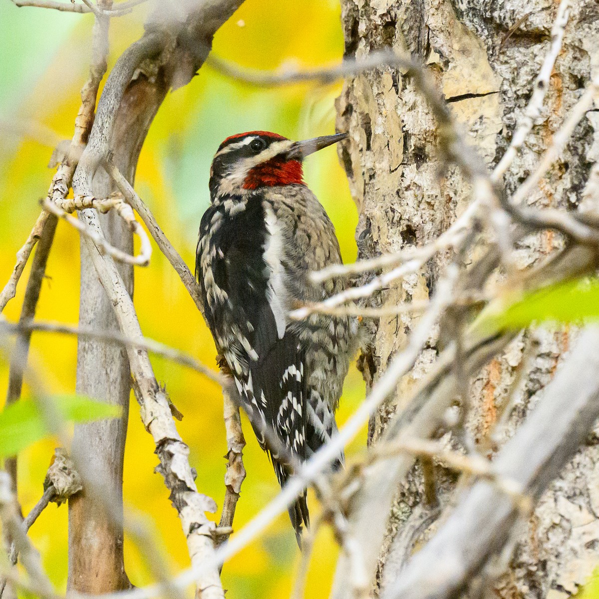 Red-naped Sapsucker - ML643272022