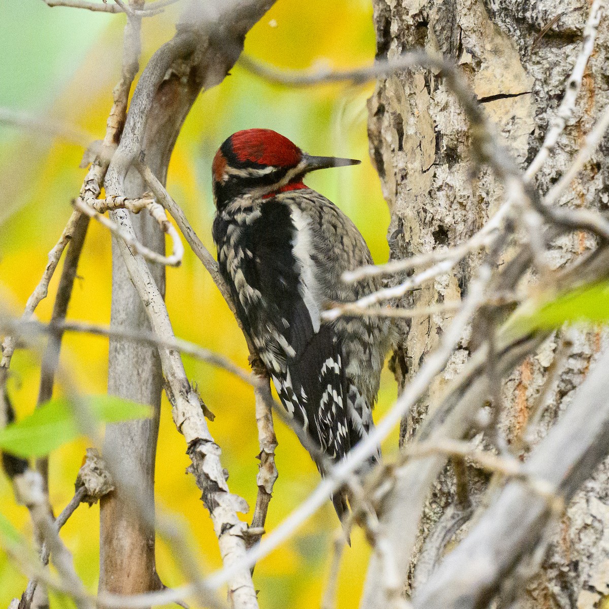 Red-naped Sapsucker - ML643272023