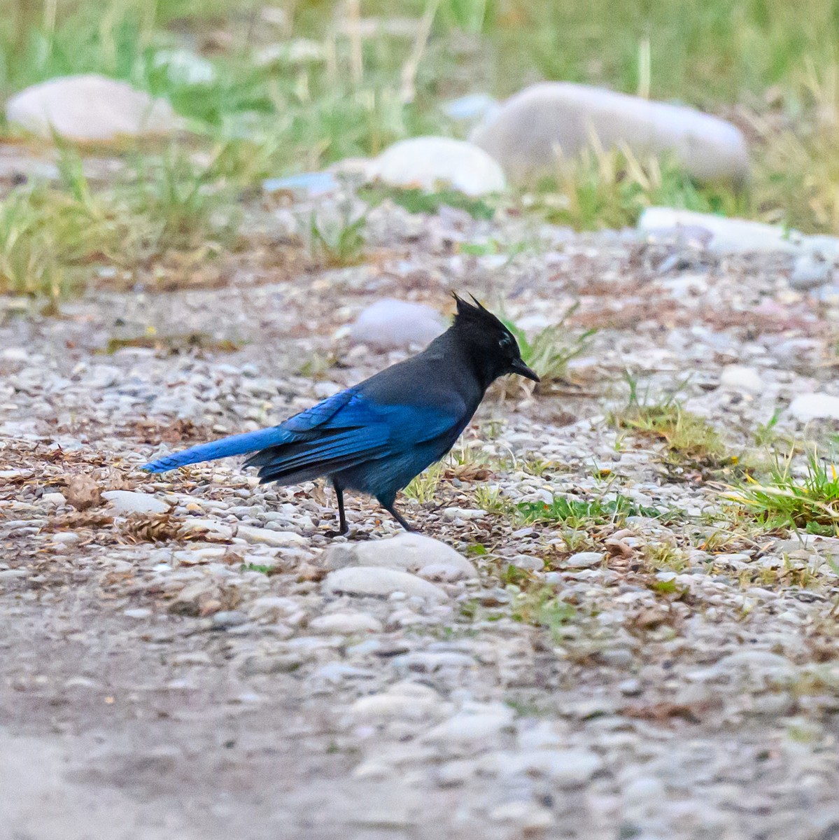 Steller's Jay - ML643272043