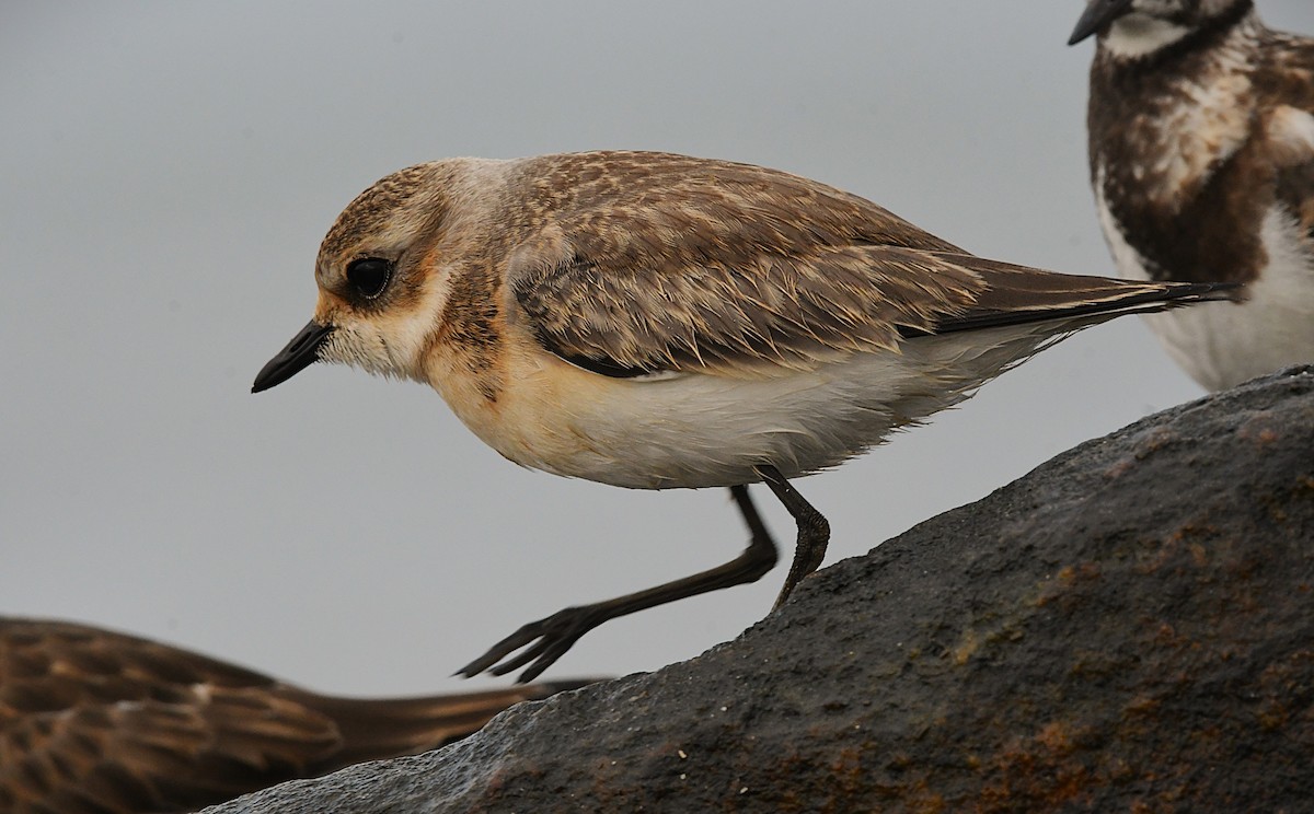 Tibetan Sand-Plover - ML643272080