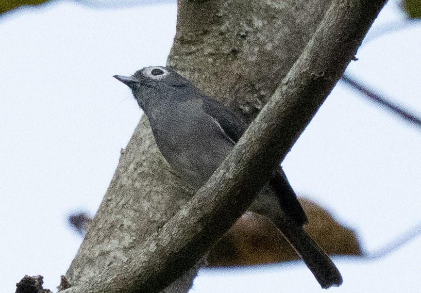 White-eyed Slaty-Flycatcher - ML643272085