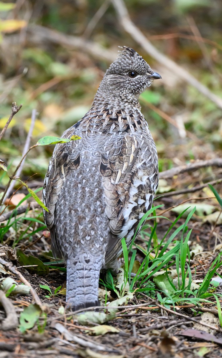 Ruffed Grouse - ML643272092