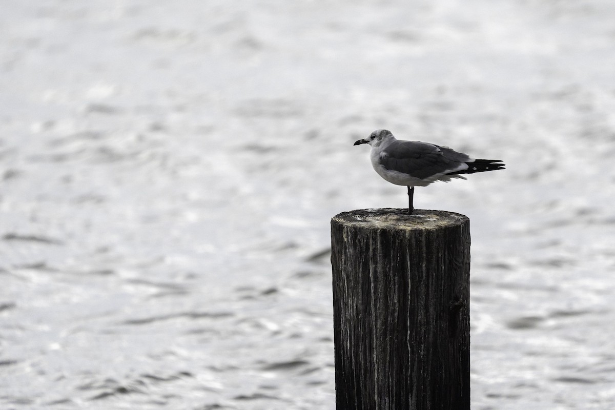 Laughing Gull - ML643272109