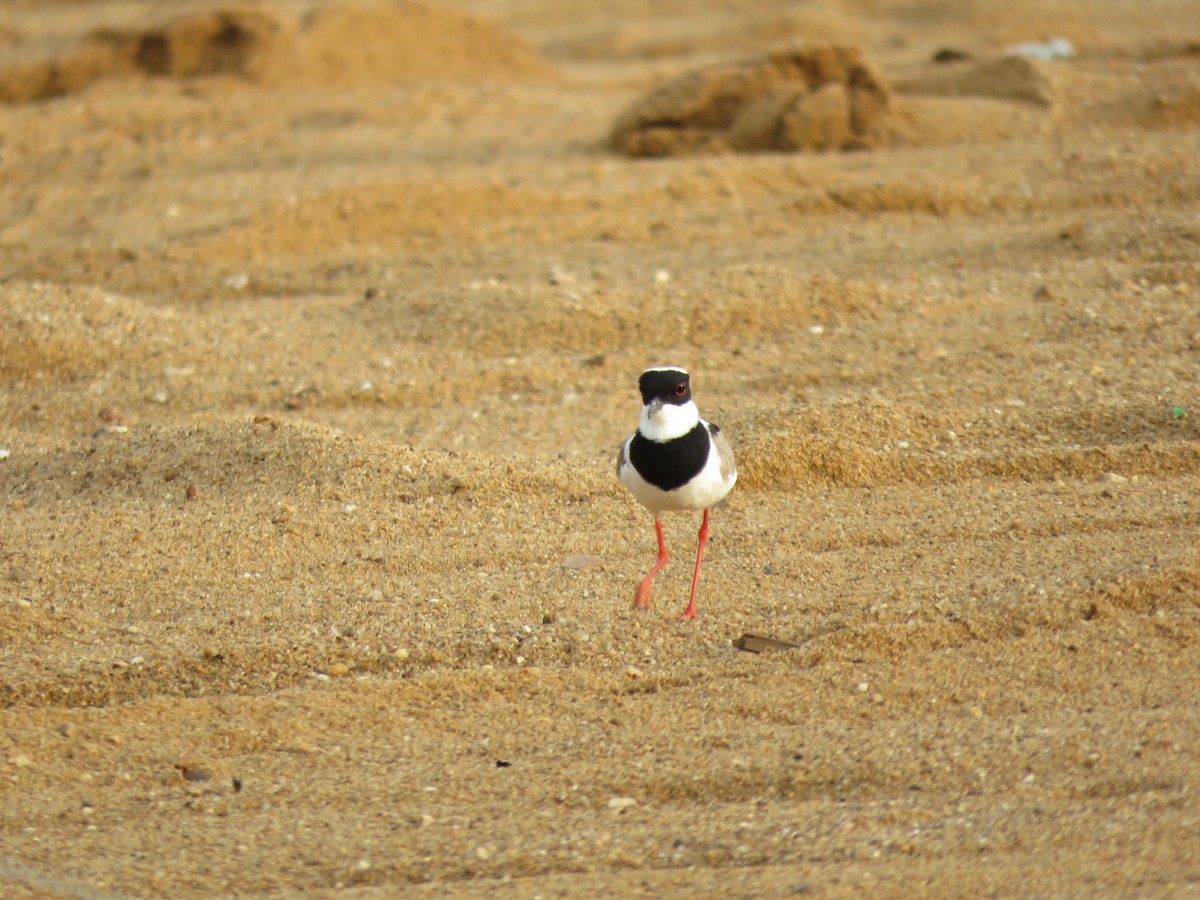 Pied Plover - ML643272160