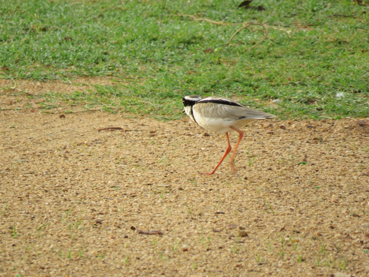 Pied Plover - ML643272161