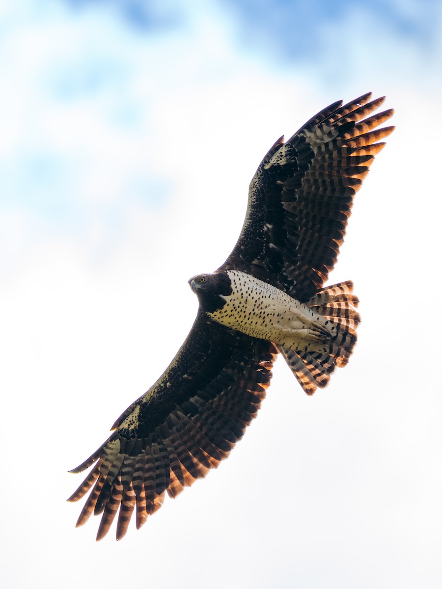 Martial Eagle - ML643272167