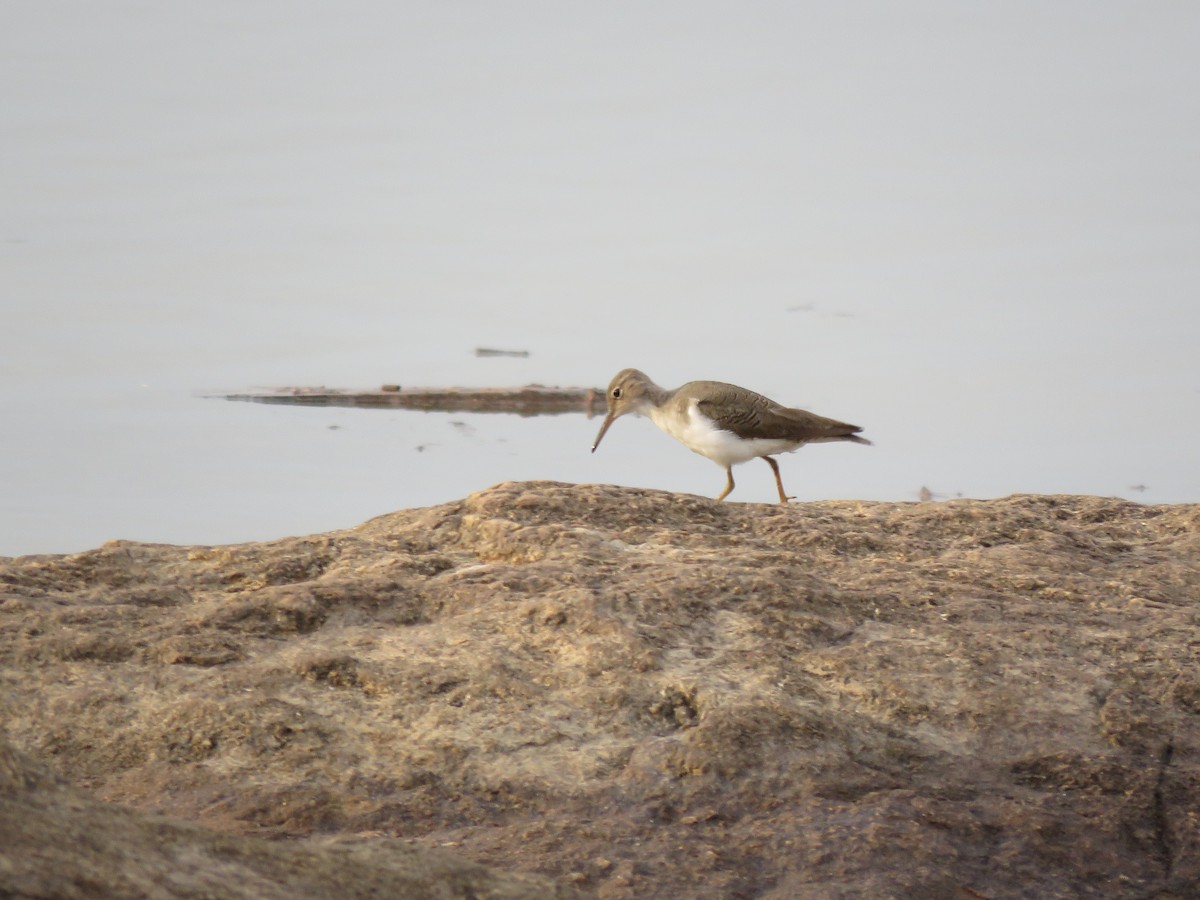 Spotted Sandpiper - ML643272169