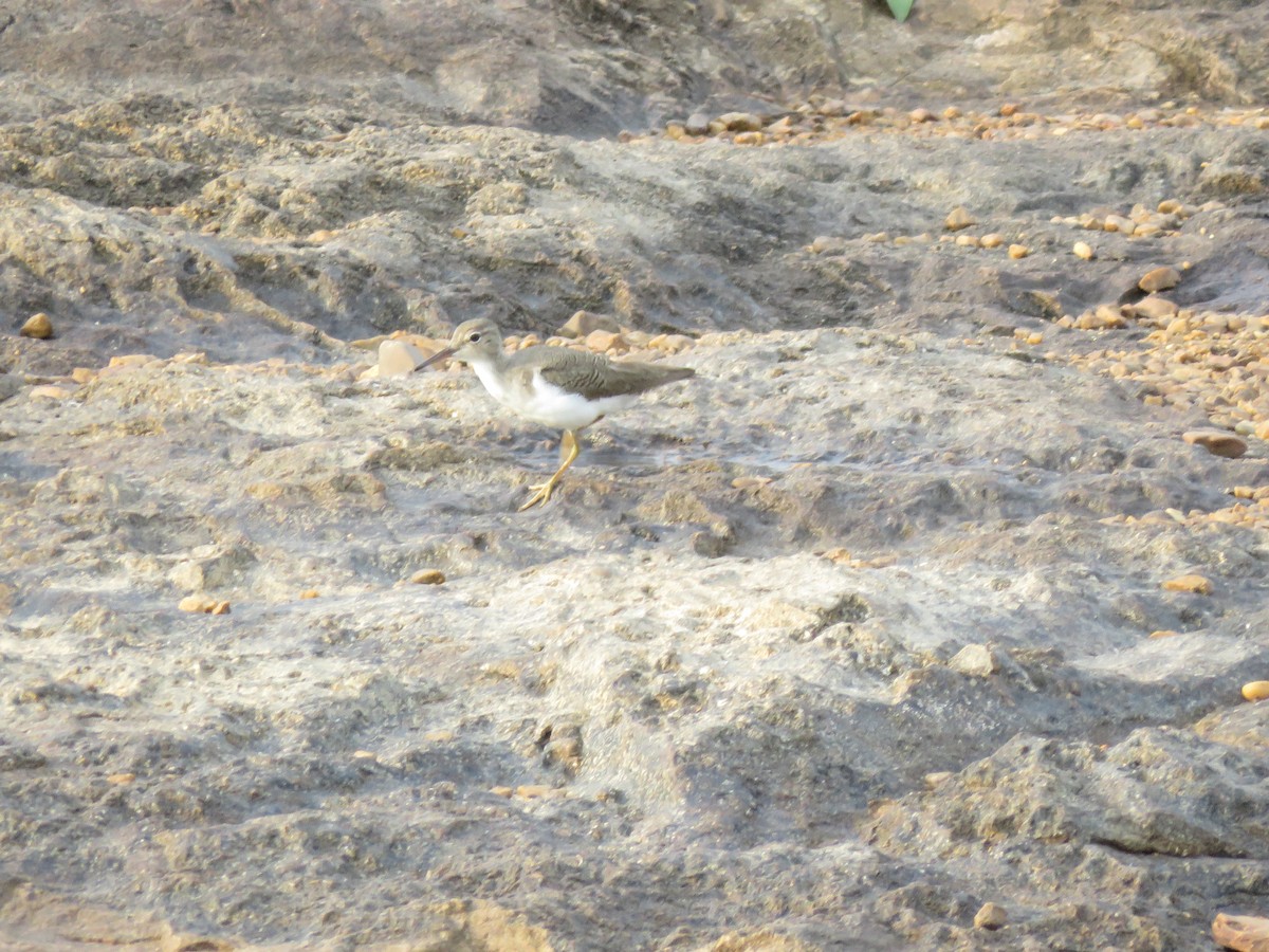 Spotted Sandpiper - ML643272170