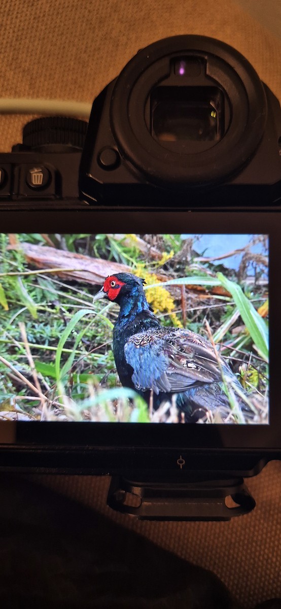 Green Pheasant - ML643272175