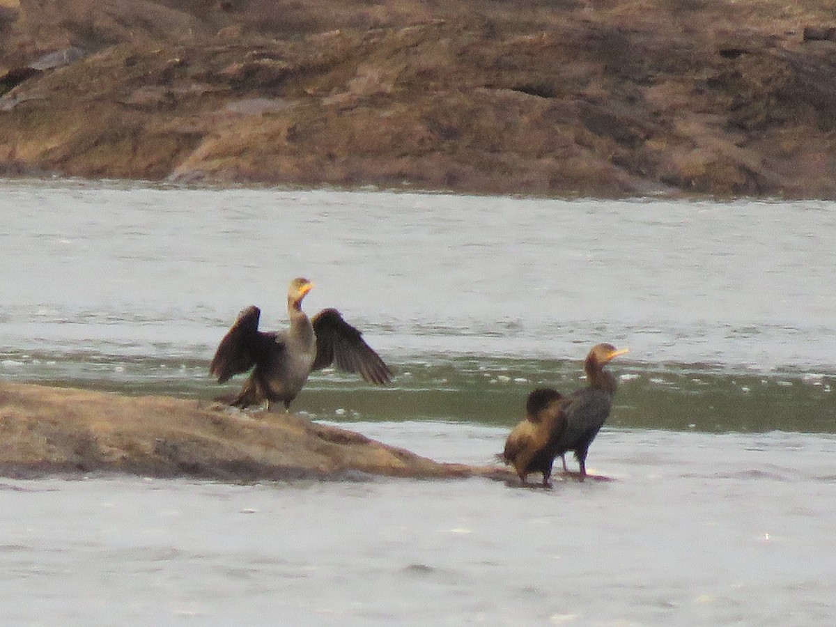 Neotropic Cormorant - ML643272177