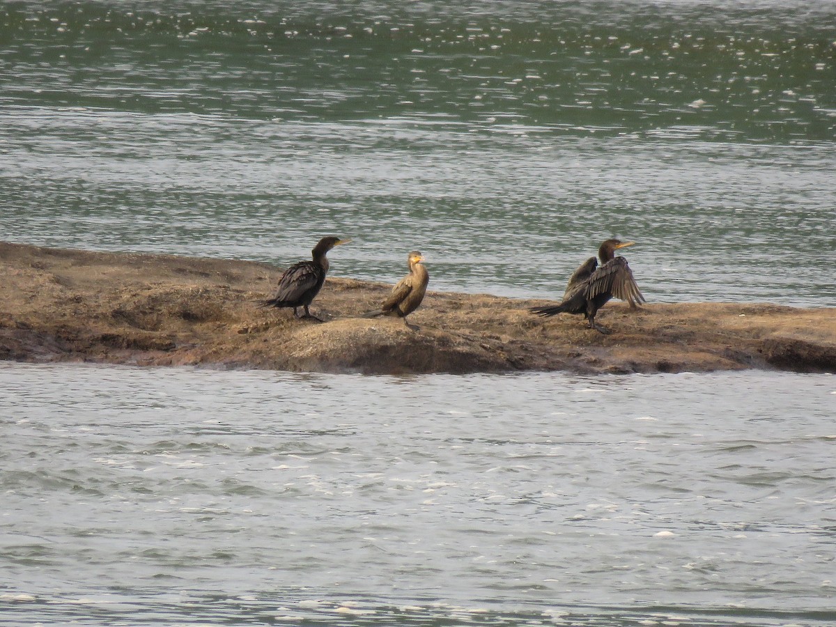 Neotropic Cormorant - ML643272178
