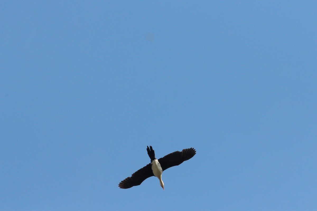 Little Pied Cormorant - ML643272186
