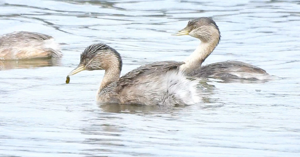 Hoary-headed Grebe - ML643272189