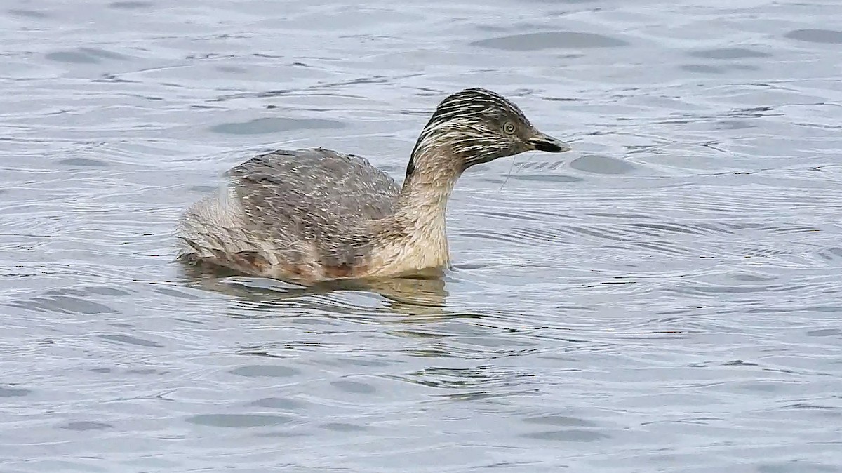 Hoary-headed Grebe - ML643272192