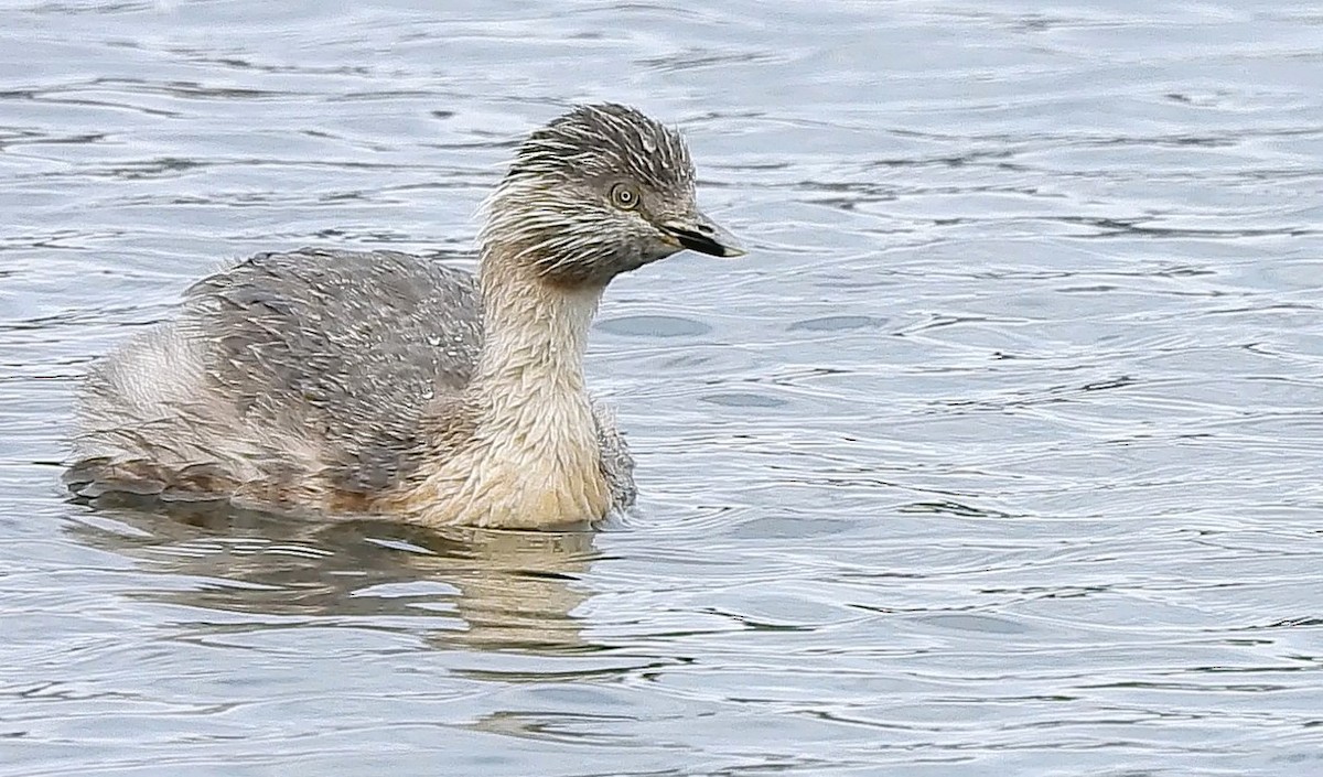 Hoary-headed Grebe - ML643272197