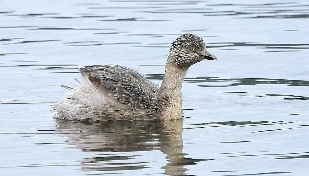 Hoary-headed Grebe - ML643272202