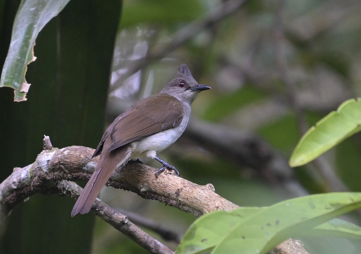 Puff-backed Bulbul - ML643272210