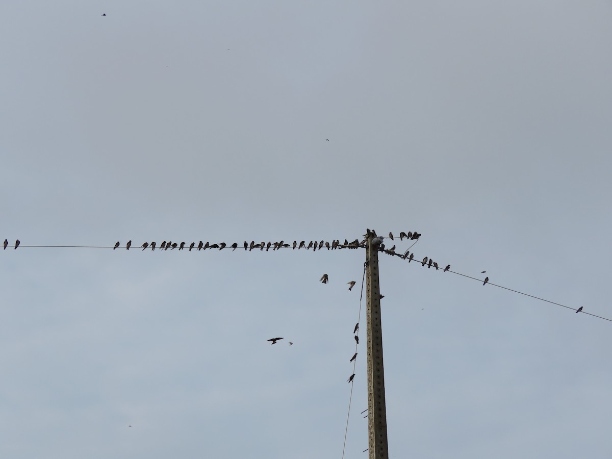 Purple Martin - ML643272212