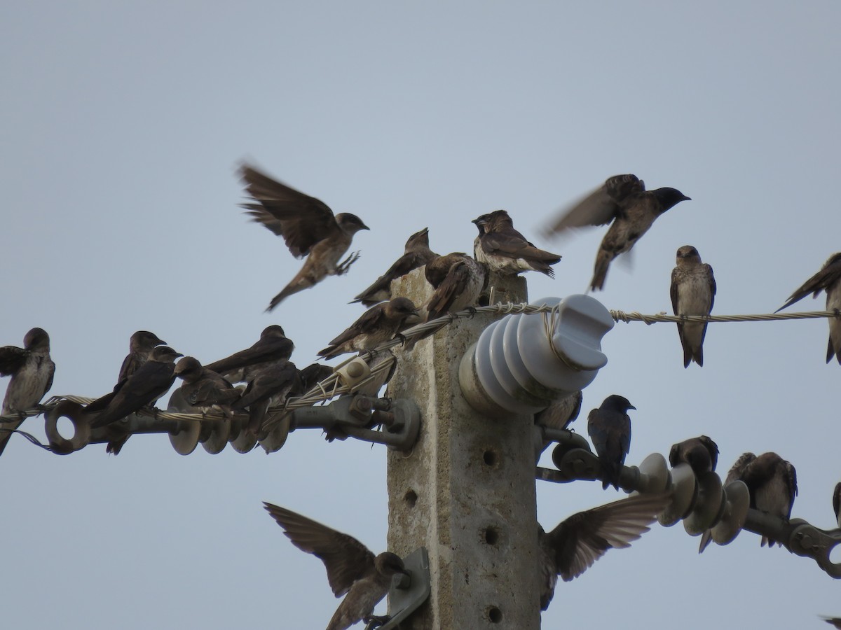 Purple Martin - ML643272213