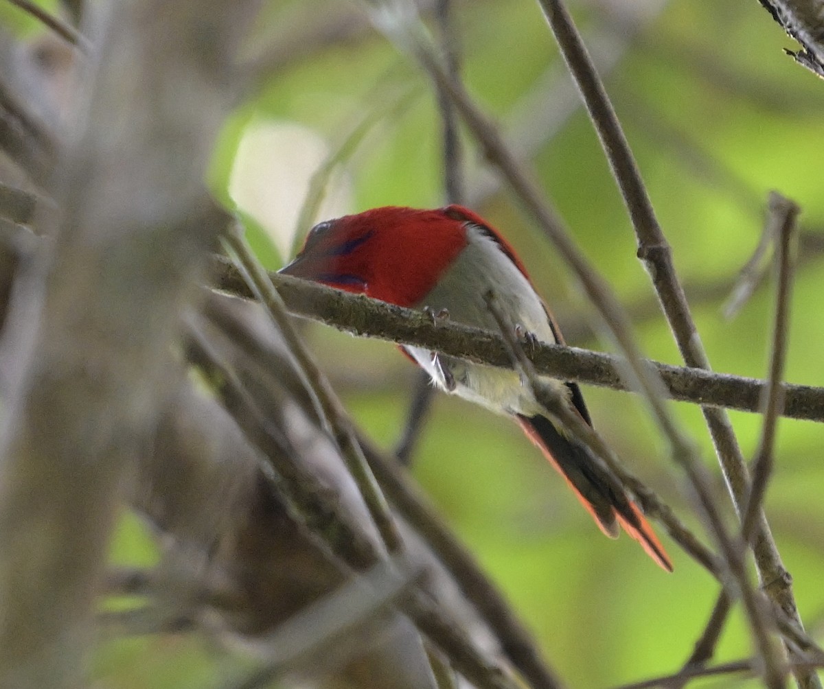 Temminck's Sunbird - ML643272224
