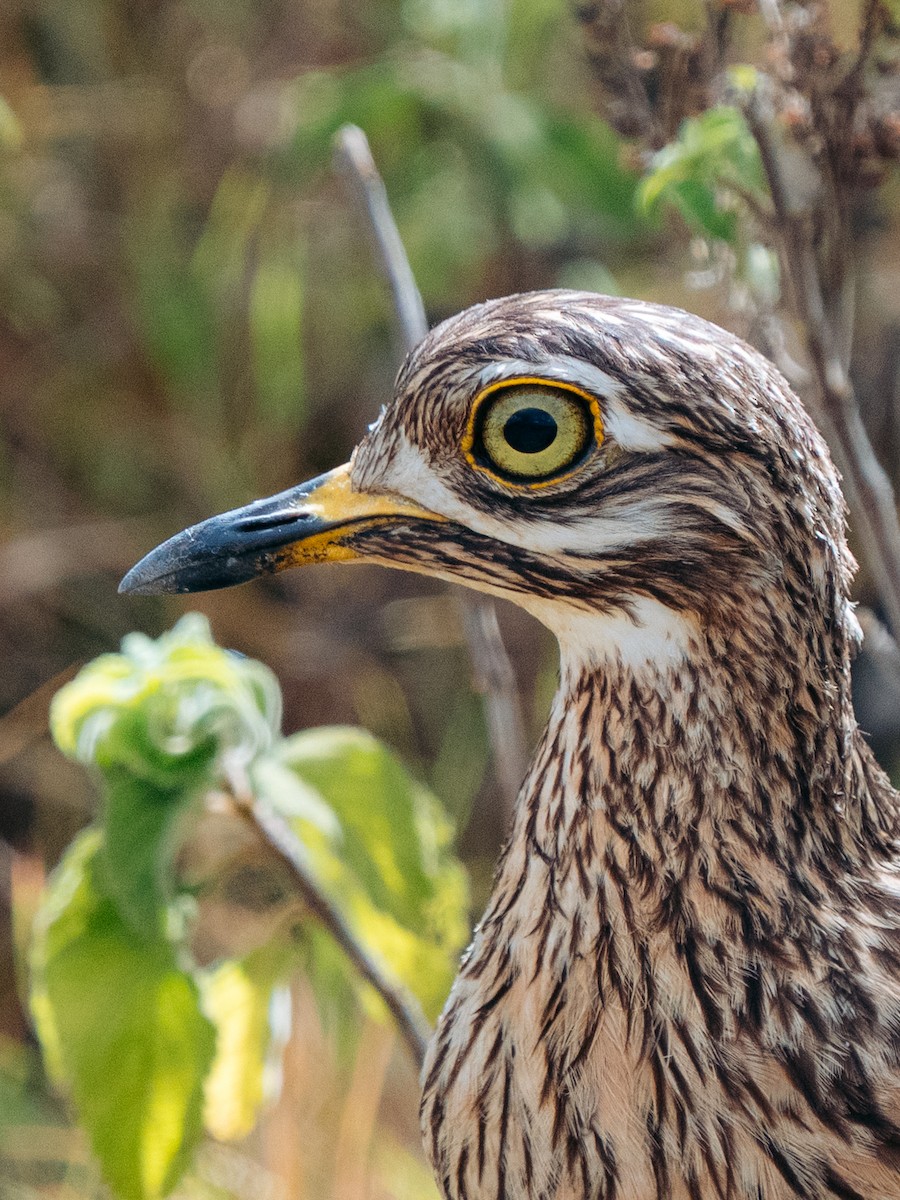 Spotted Thick-knee - ML643272226