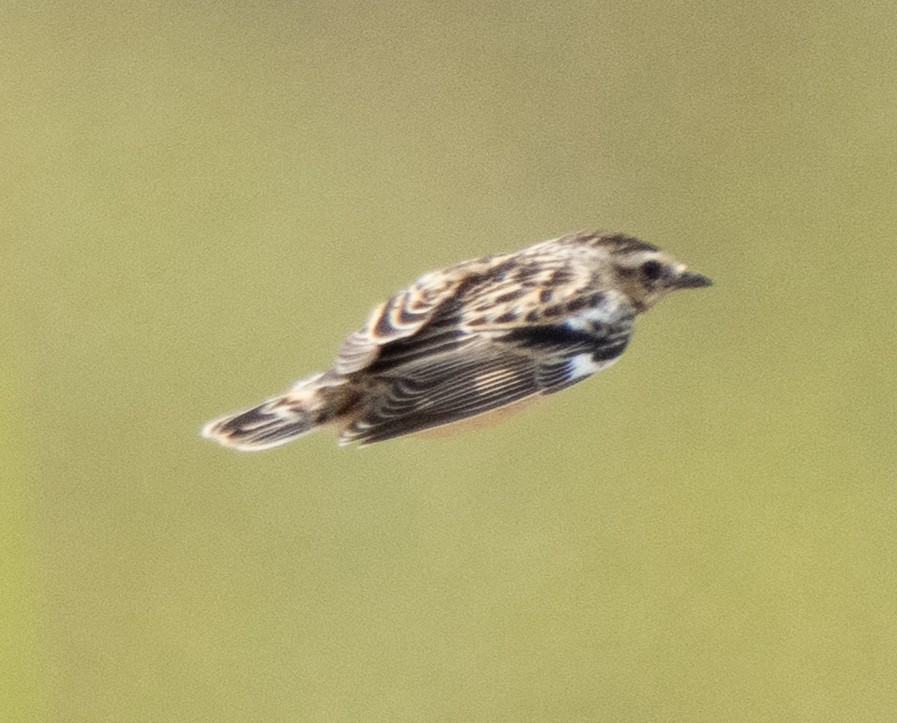 Whinchat - ML643272231