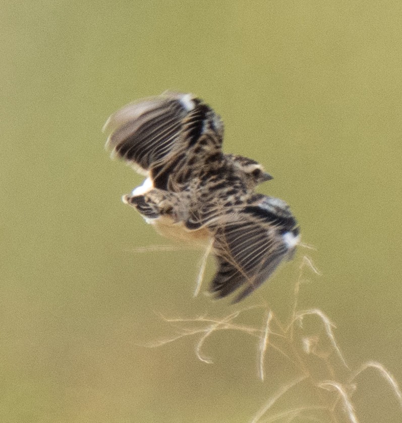 Whinchat - ML643272232
