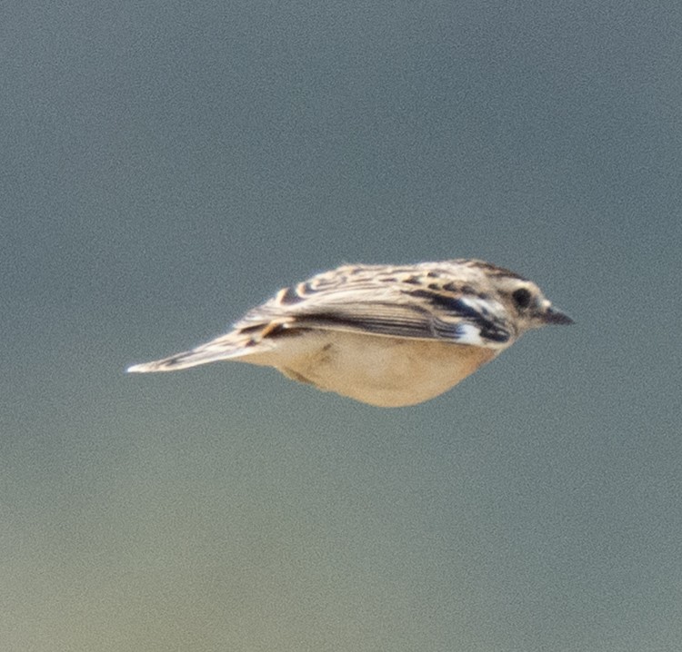 Whinchat - ML643272233
