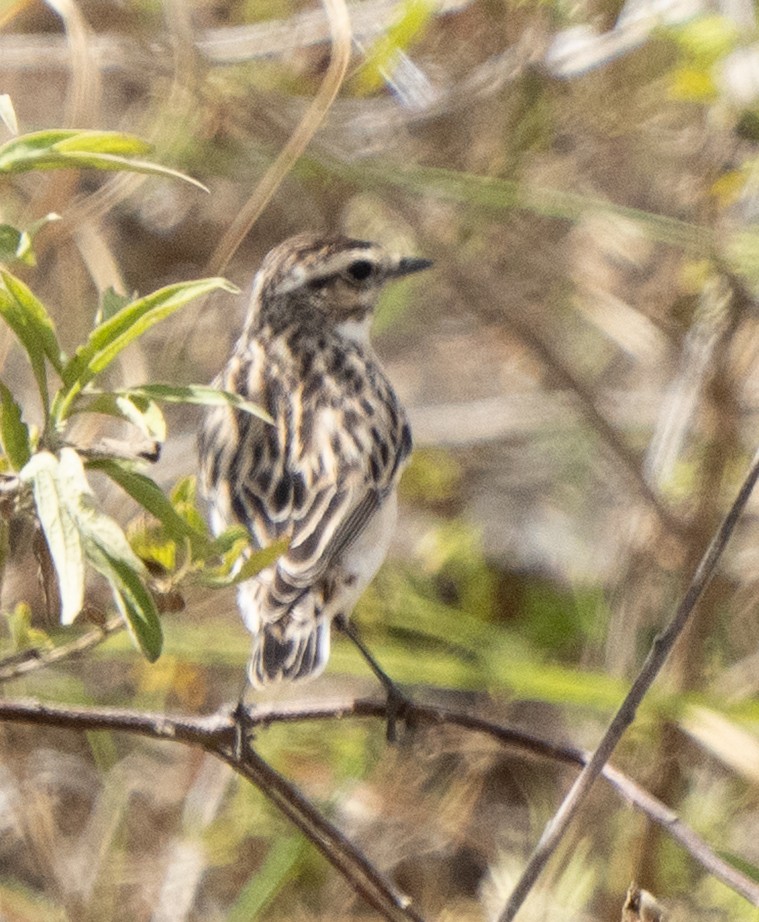 Whinchat - ML643272234
