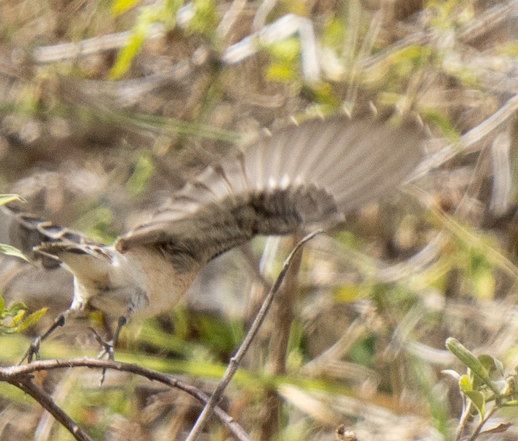 Whinchat - ML643272235