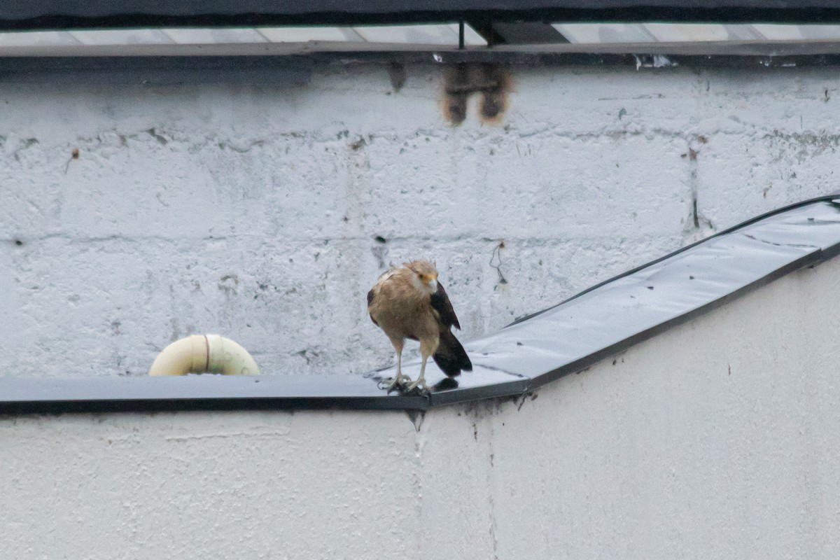 Yellow-headed Caracara - ML643272236