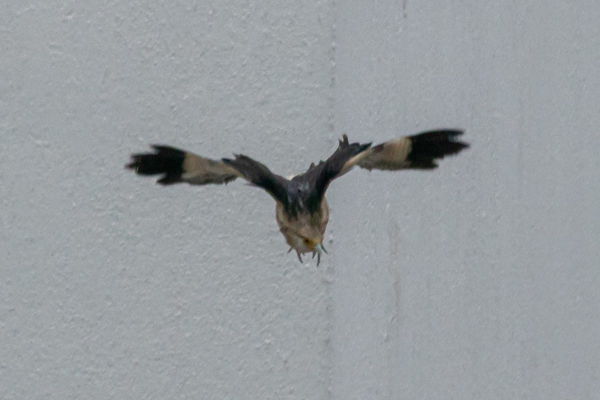 Yellow-headed Caracara - ML643272239