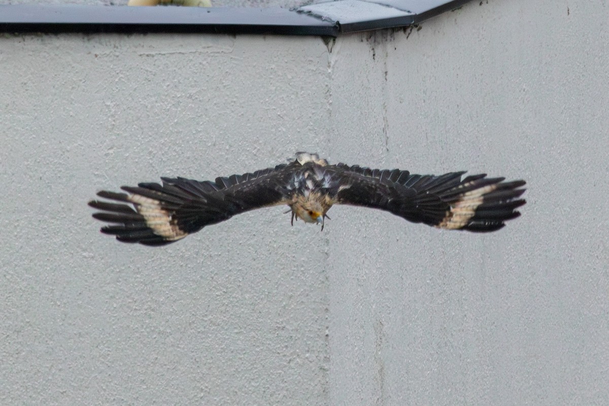 Yellow-headed Caracara - ML643272240