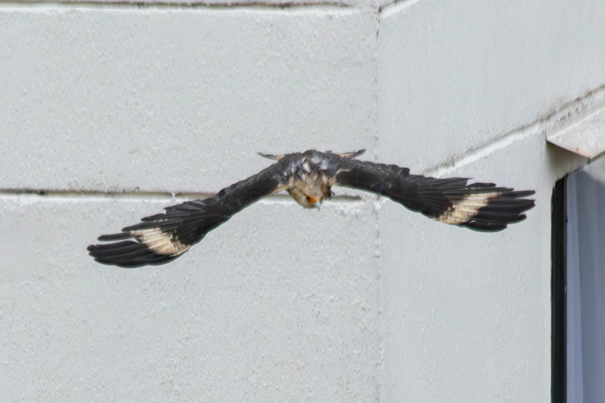 Yellow-headed Caracara - ML643272241