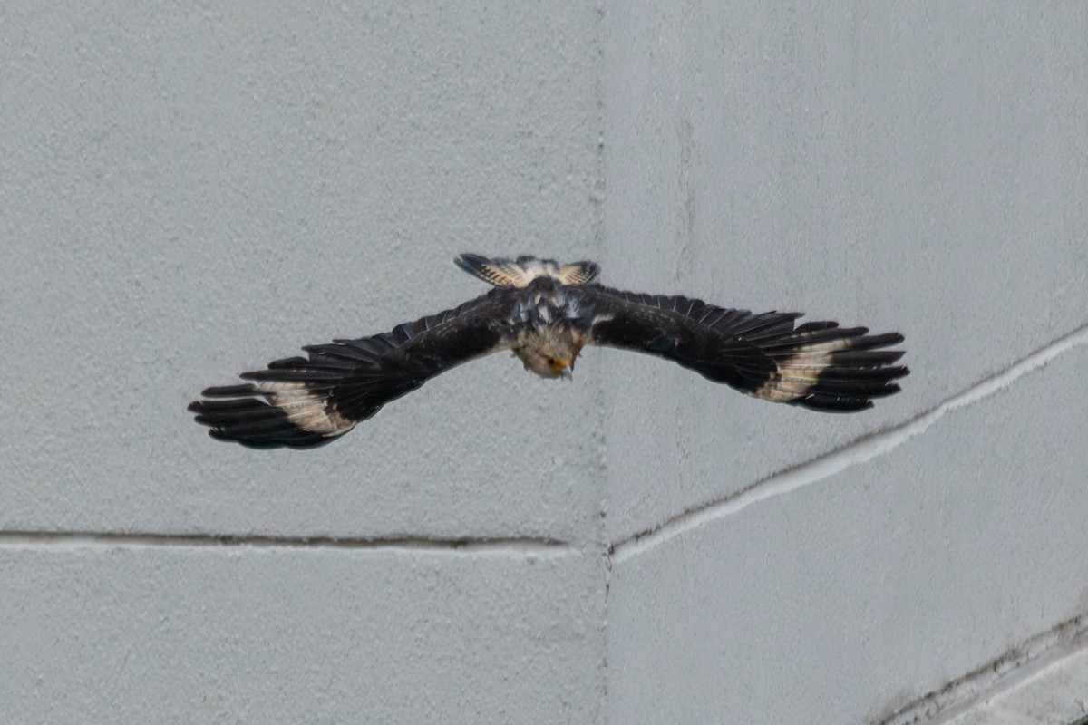 Yellow-headed Caracara - ML643272242